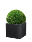C-Cube Pflanzgefäß