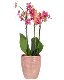 Orchidee in Orchideentopf Corteza 667 Farbe Lychee