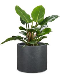 Riva Pflanzgefäß