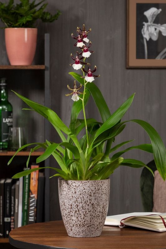 Orchideentopf Scheurich Shop