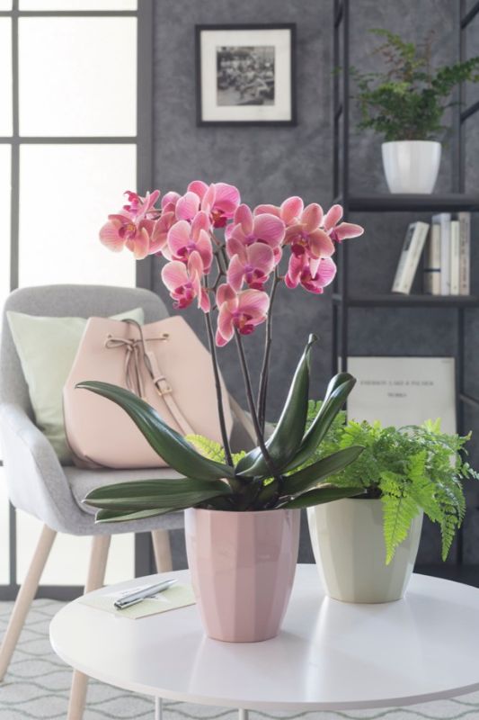 Orchideentöpfe Scheurich Shop