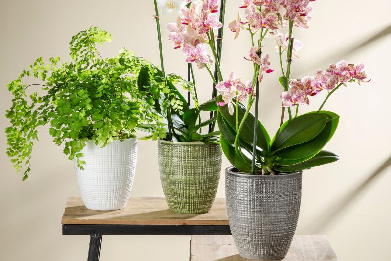Orchideentopf Scheurich